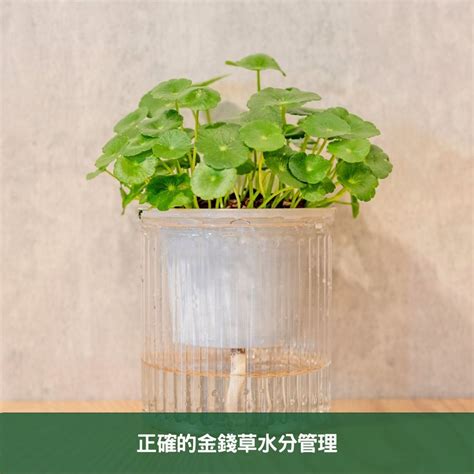 銅錢樹|金錢草全面養護指南 專家分享在家栽培健康植物的秘訣